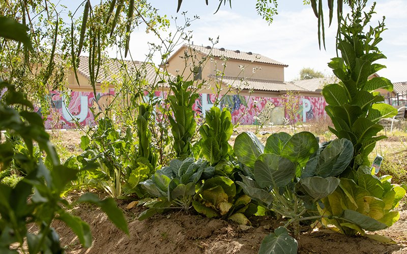 Spaces of Opportunity farm in the heart of a south Phoenix food desert